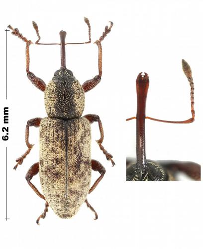 Thryogenes festucae